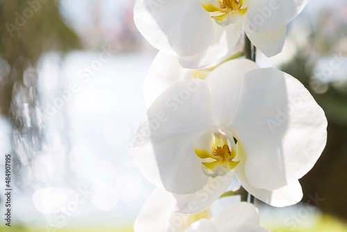 Closeup white orchid flower over blurred nature background  outdoor day light  spring season garden