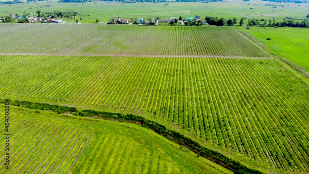 Apple Orchard Aerial View. Flying High Above an Fruit Garden. Landscape Countryside Farm Field. Aerial View Landscape Agricultural Apple Orchard Nature. Flying Over Green Plantations of Fruit Trees. Apple Orchard Aerial View. Flying High Above an Fruit Garden. Landscape Countryside Farm Field. Aerial View Landscape Agricultural Apple Orchard Nature. Flying Over Green Plantations of Fruit Trees.