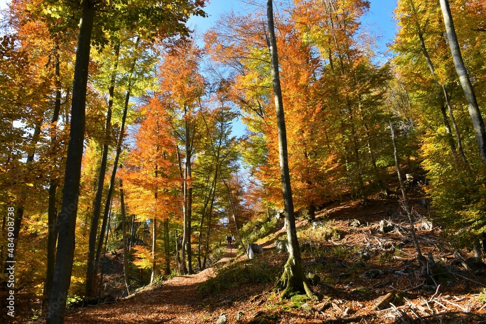 Colorful orange, yellow and red autumn beech (Fagus sylvatica) forest