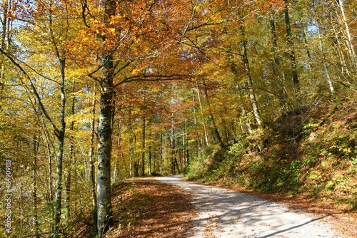 Gravel road leading through autumn red and yellow forest
