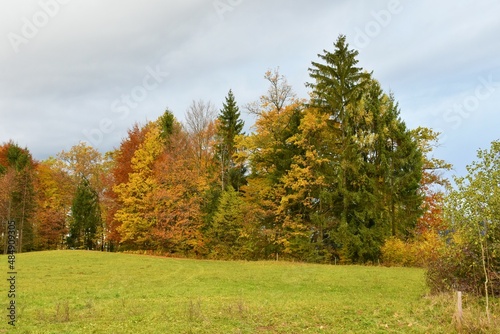 Colorful group of trees on the forest edge in yellow and red autumn colors and a green meadow in front