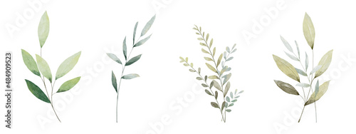 Fotografie, Obraz Set of watercolor botanical leaves elements
