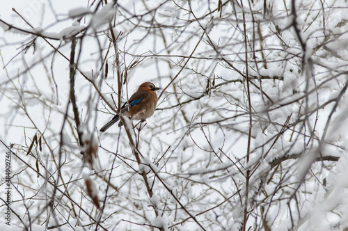 The Eurasian jay (Garrulus glandarius) is a species of passerine bird in the crow family Corvidae.