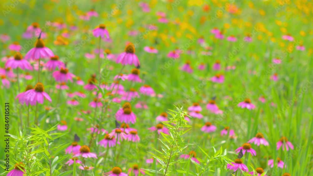 Many butterflies are flying in the meadow full of flowers in 4k slow motion 60fps Many butterflies are flying in the meadow full of flowers in 4k slow motion 60fps