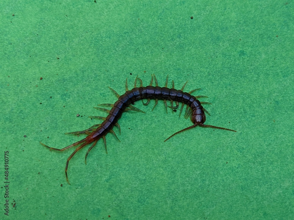 centipede insect green screen background centipede insect green screen background