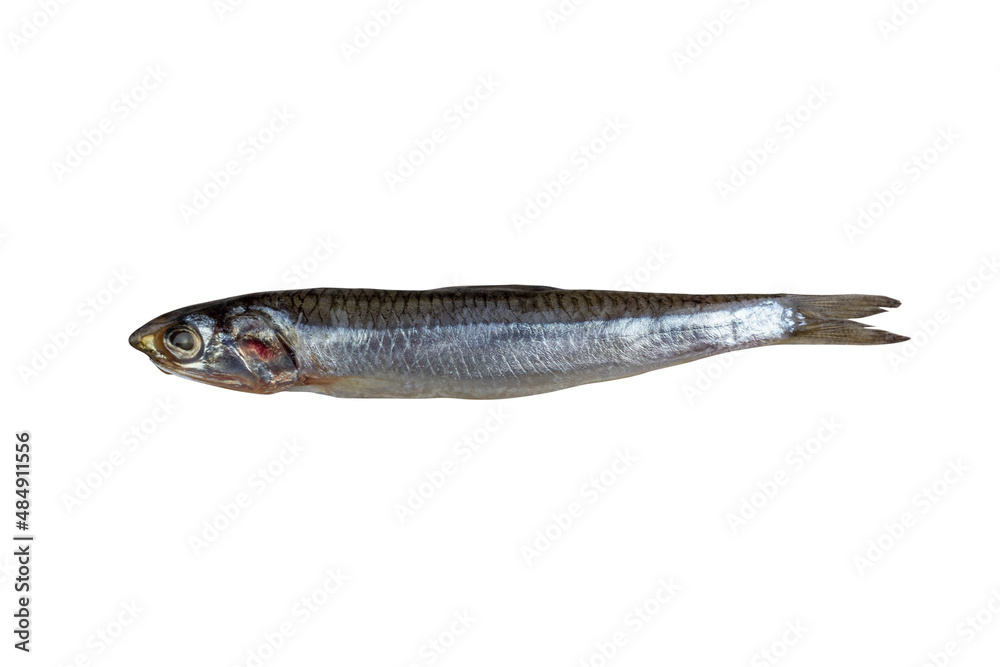 salted fish european anchovy isolated on a white background salted fish european anchovy isolated on a white background