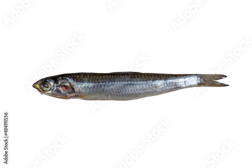 salted fish european anchovy isolated on a white background
