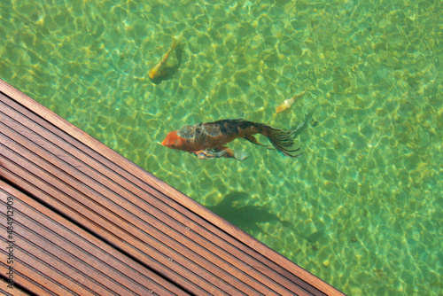 Cumaru wood grooved deck and water with colorful carp fishes close up, contrasting texture detail of decorative natural lake photo