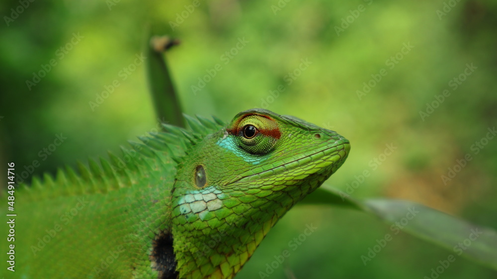A green oriental garden lizard head