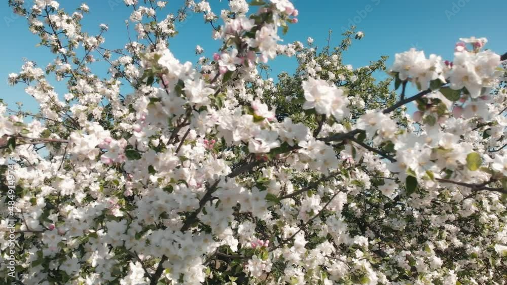 White blossoms on a tree in beautiful bright sunlight with clear blue sky in the background, the camera moving closely around the tree
White blossoms on a tree in beautiful bright sunlight with clear blue sky in the background, the camera moving closely around the tree