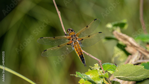 Four-spotted Chaser (Libellula quadrimaculata). Dragonfly basking in the sun on a plant stem. Macro photo, close-up © Mateusz