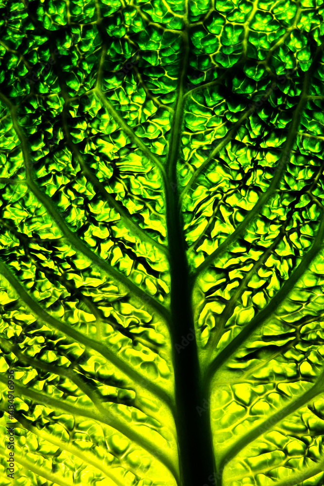 Detail of fresh ripe head of savoy cabbage (Brassica oleracea sabauda).Close-up.