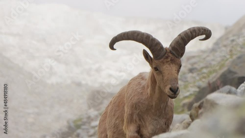 A wild Caucasian Tur with big horns look out the rock. A horned mountain goat portrait in wild nature. High quality 4k footage
