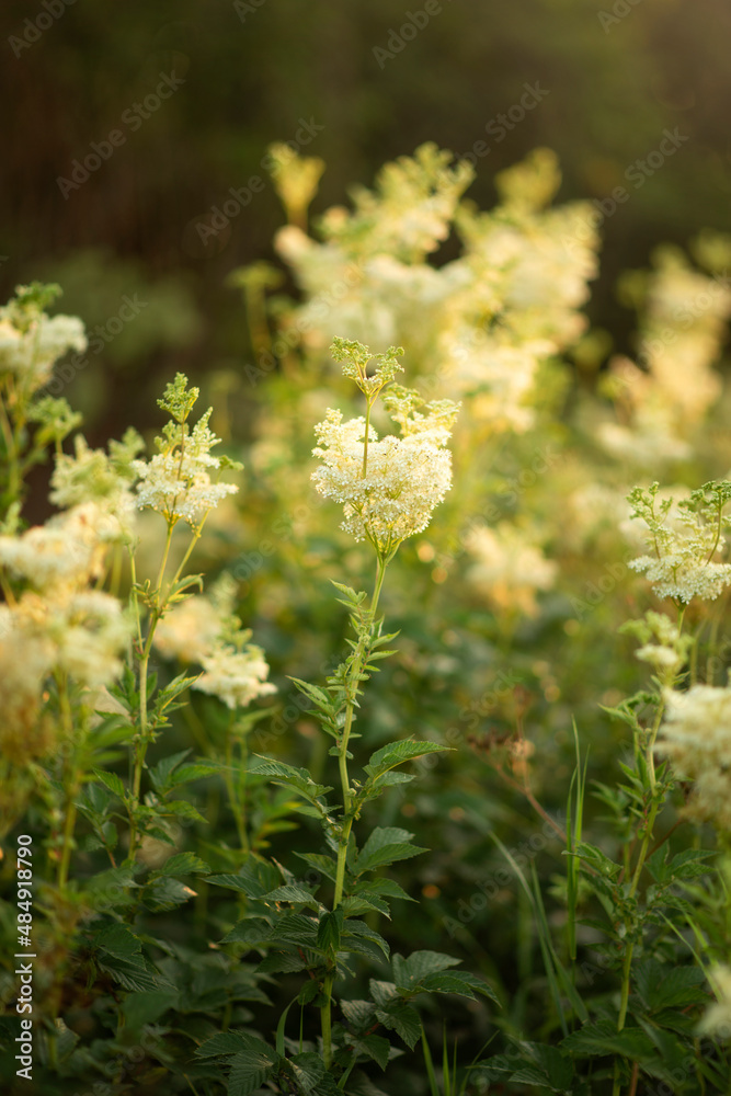Photo of beautiful white flowers in a meadow. Photo of beautiful white flowers in a meadow.