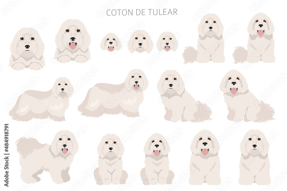 Coton de Tulear clipart. Different poses, coat colors set Coton de Tulear clipart. Different poses, coat colors set