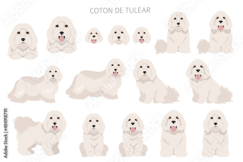 Coton de Tulear clipart. Different poses, coat colors set