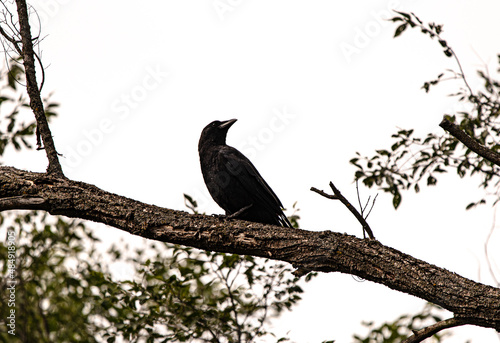 Crow in the Tree
