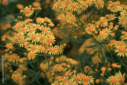 daisy field at sunset