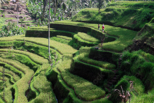 View of a couple tourist walking on rice terraces in the island of Bali, Indonesia.