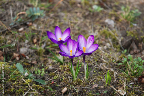 Purple сrocus flowers in Spring. Delicate purple crocuses grow outdoors. Floral background.