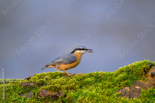 Eurasian nuthatch, wood nuthatch or nuthatch - Sitta europaea in its natural habitat