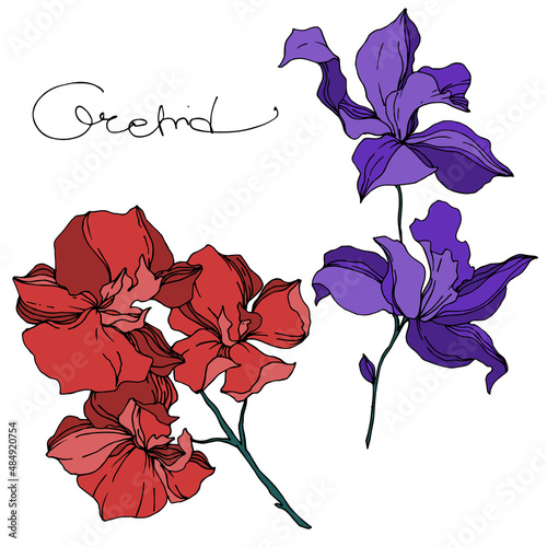 Vector Orchid floral botanical flowers. Black and white engraved ink art. Isolated orchids illustration element.
