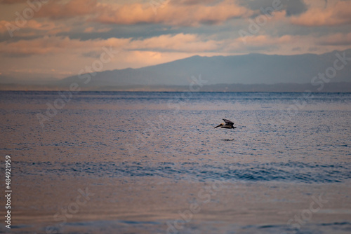 Pelican flying over sea photo