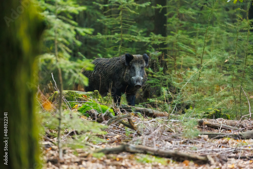 Wild boar standing and watching in the forest. Wildboar at national park Hoge Veluwe.
