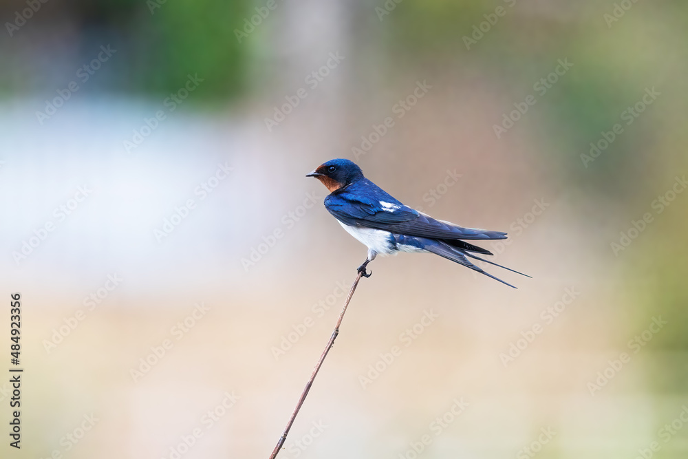 Pacific Swallow photographed while perching on a stick in Thailand.