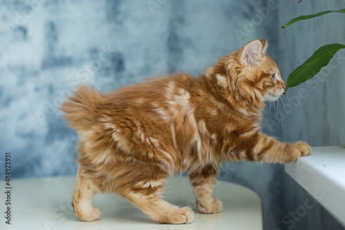 Obraz na plátně Cute Kurilian Bobtail