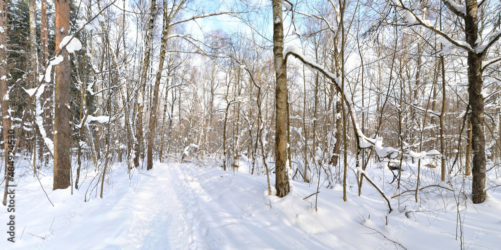 Fototapeta premium Winter walk through forests and fields, beautiful panorama.