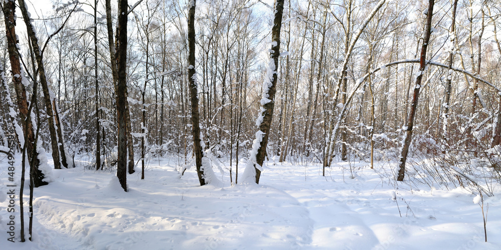 Winter walk through forests and fields, beautiful panorama. Winter walk through forests and fields, beautiful panorama.