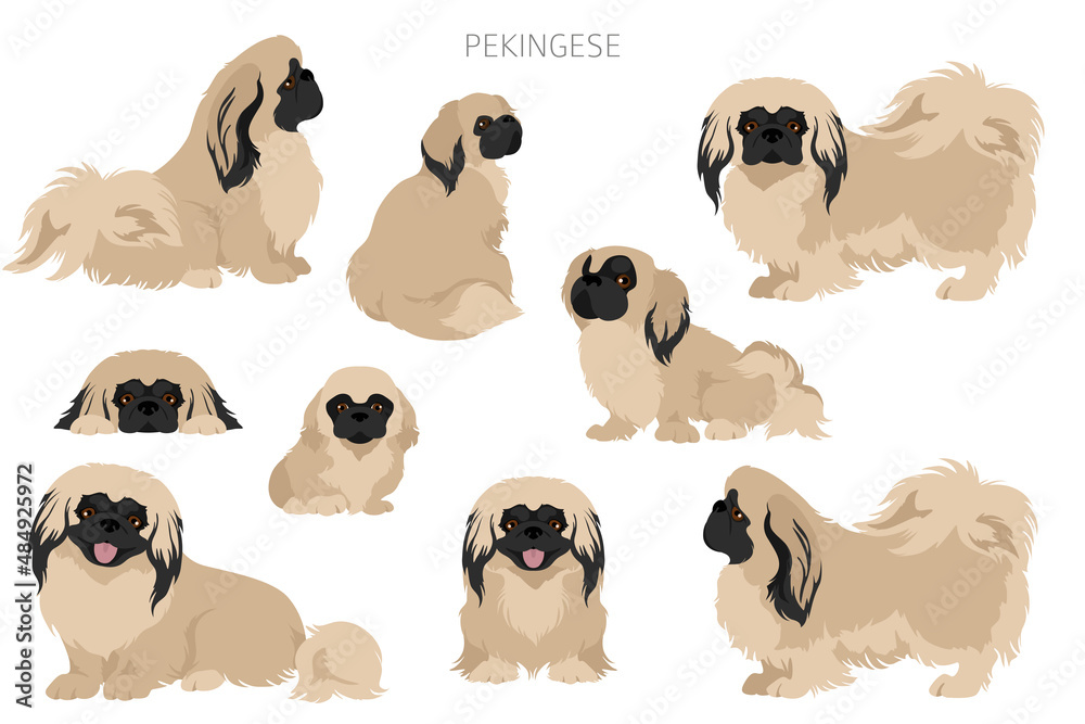 Pekingese coat cheap