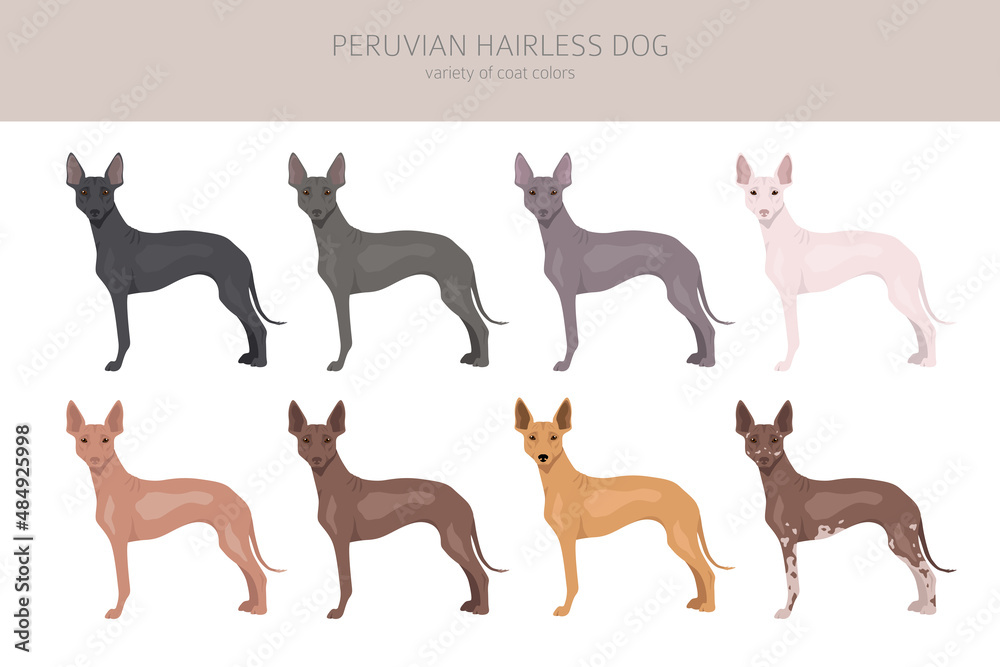 Obraz premium Peruvian hairless dog clipart. Different poses, coat colors set