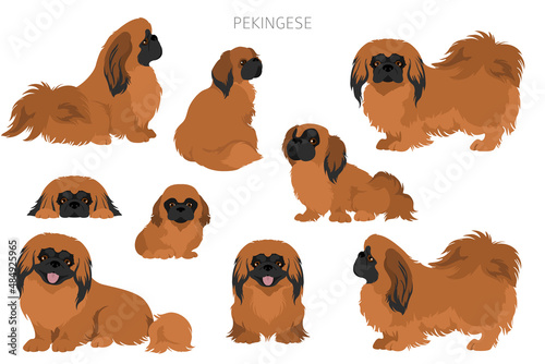 Pekingese dog clipart. Different poses, coat colors set