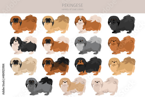 Canvastavla Pekingese dog clipart. Different poses, coat colors set