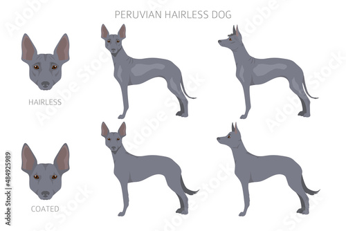 Peruvian hairless dog clipart. Different poses, coat colors set