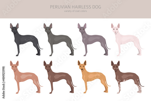 Peruvian hairless dog clipart. Different poses, coat colors set photo