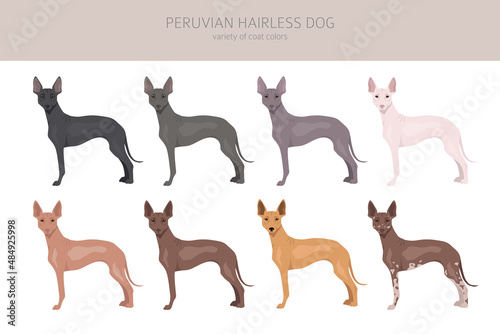 Peruvian hairless dog clipart. Different poses, coat colors set
