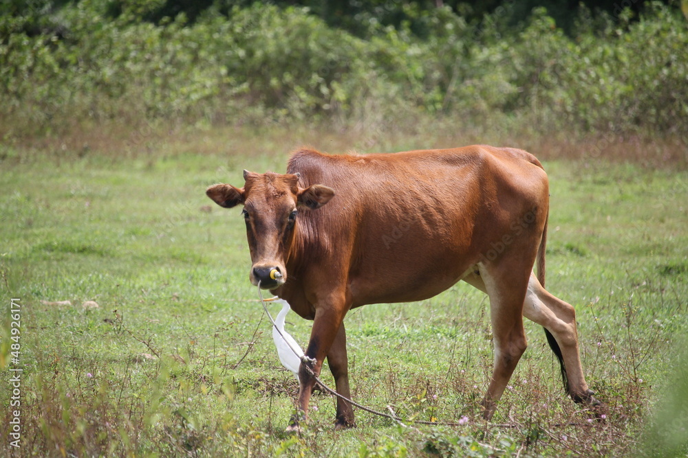 Red thin cow in the field looking some grass to eat