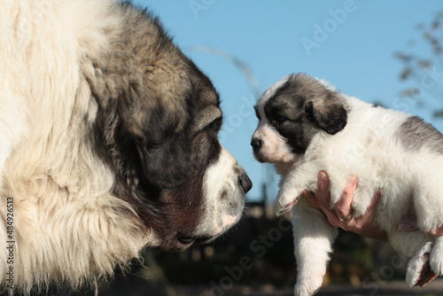 Obraz na plátně Pyrenean Mastiff puppy and his father.