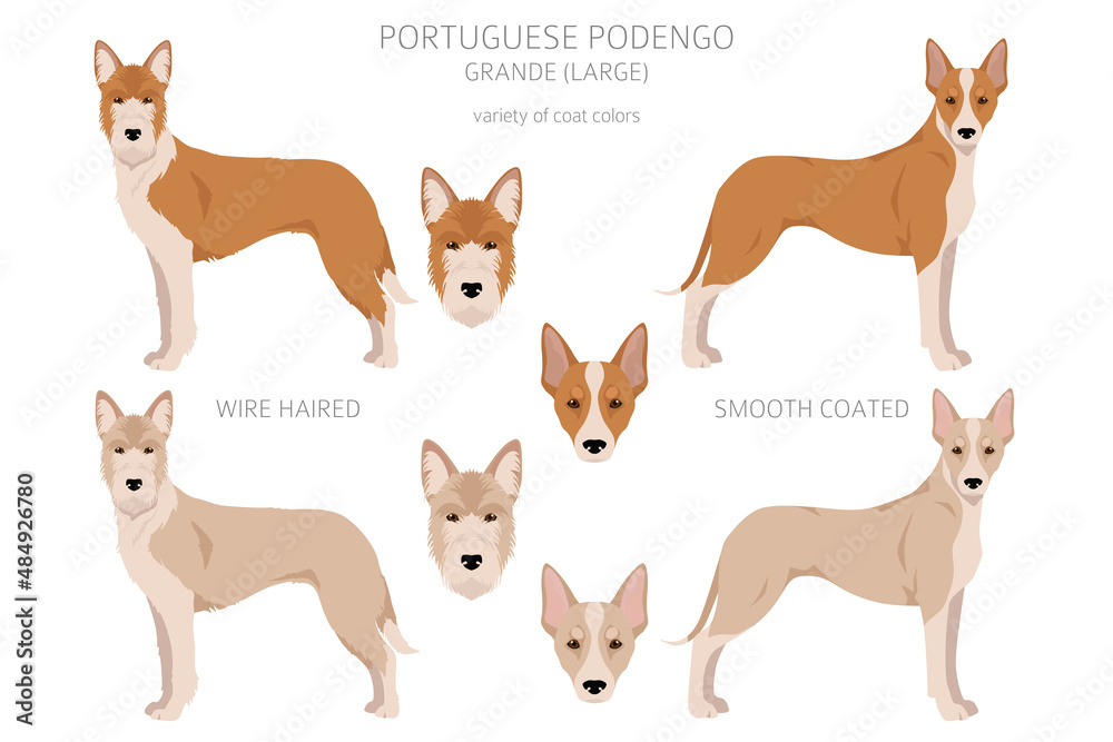 Portuguese Podengo Grande clipart. Different poses, coat colors set