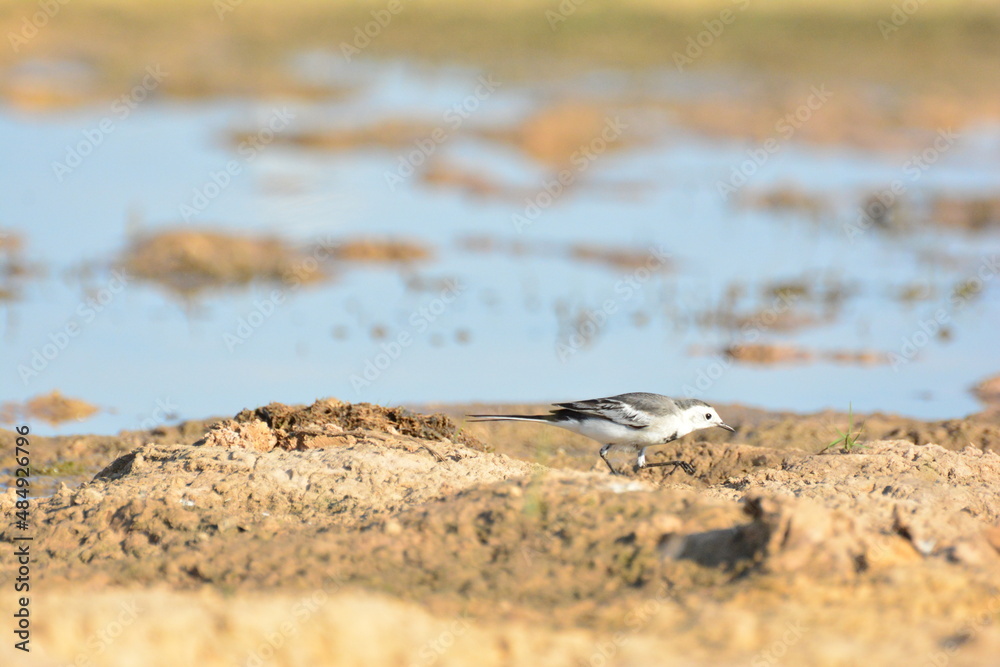 japanese pied wagtail, color, beauty, wings, tree, bath, exotic, sandy, spain, countryside, motacilla alba alba, passerine, closeup, background, fauna, cute, black, water, alba, pied wagtail japanese pied wagtail, color, beauty, wings, tree, bath, exotic, sandy, spain, countryside, motacilla alba alba, passerine, closeup, background, fauna, cute, black, water, alba, pied wagtail