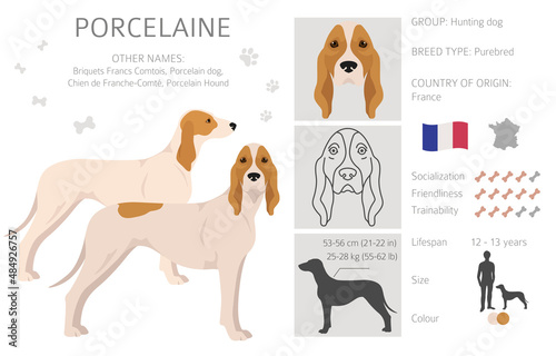 Porcelaine dog clipart. Different poses, coat colors set