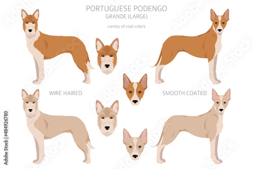 Portuguese Podengo Grande clipart. Different poses, coat colors set photo