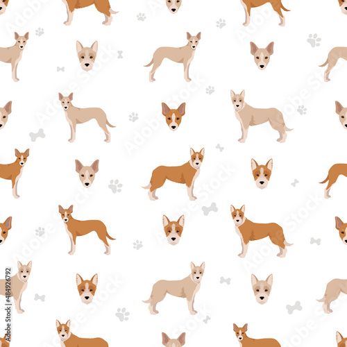 Portuguese Podengo Medio seamless pattern. Different poses, coat colors set © a7880ss