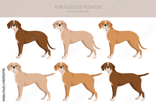 Portuguese Pointer clipart. Different poses  coat colors set