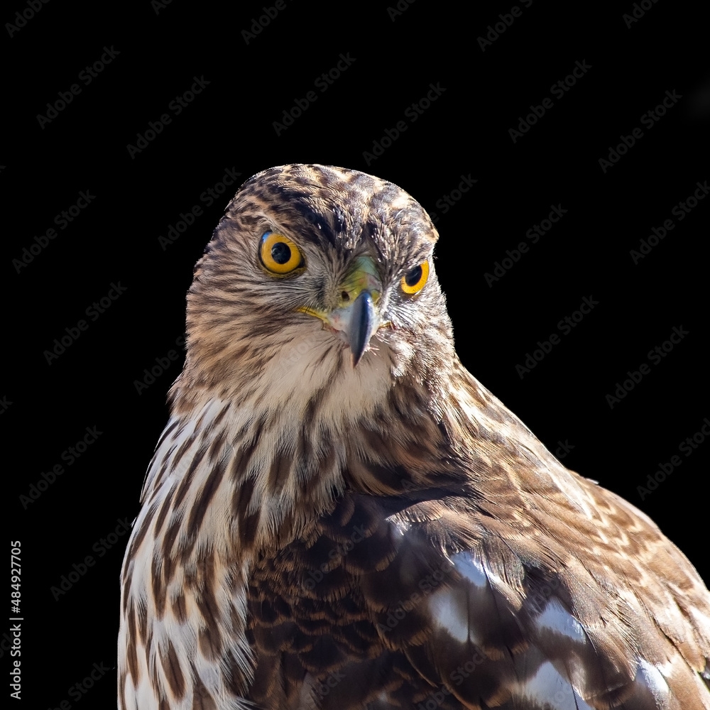 Close up view of a Cooper's hawk, Accipiter cooperii, on a black background.
Close up view of a Cooper's hawk, Accipiter cooperii, on a black background.