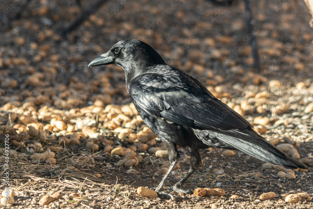 American Crow, Corvus brachyrhynchos, on the ground gathering peanuts American Crow, Corvus brachyrhynchos, on the ground gathering peanuts
