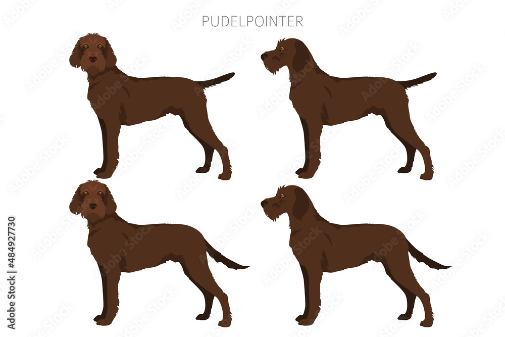 Poster Pudelpointer clipart. Different poses, coat colors set – Wall ...